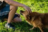 В столице Амурской области определят места для выгула и дрессировки собак