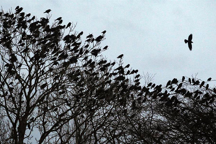 Нашествие воронов. Много птиц на дереве. Стая ворон на дереве. Птицы сидят на верхушках деревьев.