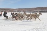 Пересчитать оленей попросили специалистов областного минсельхоза