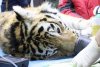 В Центре «Амурский тигр» внезапно скончался отловленный краснокнижный хищник