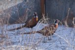 В Амурской области посчитают норы и устроят прогон фазанам