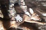 В Зее собаки загнали во двор косулю: животное спасли