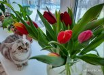 Кто стал лучшим мартовским котом: «Амурская правда» подвела итоги конкурса