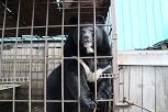 Медведь Сема в Благовещенске снова попытался напасть на человека: в соцсетях распространяют видео