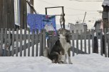 Новый случай бешенства: в Белогорском районе пес укусил своего хозяина
