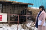 Охранник базы, на которого попытался напасть гималайский медведь, нарушил технику безопасности