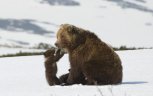 5 способов вставать пораньше, и капель на сопке любви под Свободным: утро с «Амурской правдой»