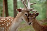 5 способов быть оптимистом от Центра занятости, и где живет самая маленькая лошадь в мире: утро с АП