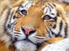 Браконьерам грозит 8 лет: дело об убийстве тигра Павлика снова передано в суд