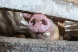 Массовый падеж свиней зафиксирован в хозяйстве Зейского района
