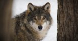 Амурские охотники на волков получат особый статус