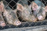 Ветеринары установили причину массового падежа свиней в Зейском районе