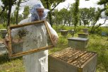 Амурские депутаты встали на защиту пчел: в области принят новый закон о пчеловодстве
