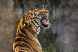 «Не провоцируйте тигра»: специалисты прокомментировали инцидент с хищником в Китае