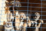 В связи с бешенством в Приамурье увеличат размер финансирования на отлов животных