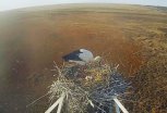 Первые птенцы начали вылупляться у дальневосточных аистов