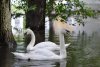 В озеро Ивановки после зимовки вернулись лебеди