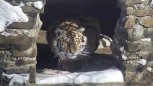 Росприроднадзор одобрил выпуск тигрицы Санды в Амурской области: специалисты выбирают дату