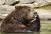 Обнаглели: в Приамурье проснувшиеся медведи начали хозяйничать рядом с людьми
