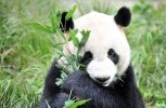 Сегодня самый лучший день в году, и рецепт курицы в кисло-сладком соусе: утро с «Амурской правдой»