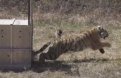 Фот: скрин с видео центр "Амурский тигр"