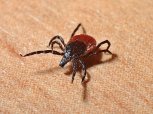 За неделю 146 амурчан пострадали от укусов клещей