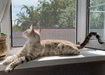 Где в Приамурье растет белый багульник, и опасно ли кипятить воду: утро с «Амурской правдой»