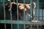 В зоопарке Благовещенске огромных медведей усыпили и перевезли в просторные клетки (видео)