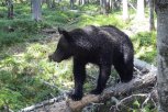 В Зейском заповеднике медведь съел муравейники у домика инспекторов (видео)