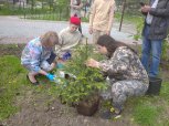 Ели и барбарис около «Кванториума-28» Благовещенска присыпали землей с поля Курской битвы
