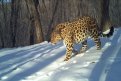 Фото: Пресс-служба национального парка «Земля леопарда»