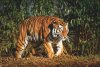 Охотуправление Амурской области: «Самец тигра мог обосноваться на юге нашего региона»
