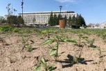 Специалисты вместо конопли нашли в центре Благовещенска хмель японский