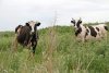 Не допустить инфекции: амурчан призывают не давать животным пастись на подтопленных землях