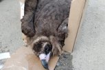 Умер найденный амурчанами краснокнижный гриф