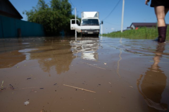 ajándékromboló paraziták np tokareva