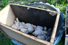 Амурские спасатели спасли цыплят с крыши дома в Петропавловке Свободненского района - Vimarsana News
