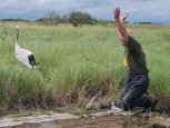 Снеговик улетел на волю, а Квотер нашел пару из диких:жизнь японских журавлей из Муравьевского парка