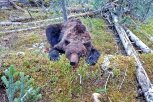 Амурчан пугают фейковым нападением медведя на людей в Архаринском районе