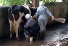 «Коров доили в спартанских условиях»: как в Маркове спасали стадо, отрезанное от села большой водой - Vimarsana News