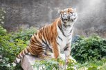 К тигрице Елене пришел жених: следы самца нашли в Хинганском заповеднике