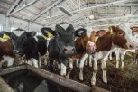 Новый животноводческий комплекс в Ивановке будет производить до 15 тысяч тонн молока в год