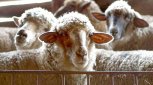 Заблудшие овцы: скот из Забайкалья без документов остановили на посту ДПС в Бурейском районе
