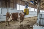 Производство молока вырастет на треть в Приамурье благодаря новым фермам к 2025 году