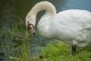 Экзамен на человечность: туристы в Ивановке спугнули лебедей с гнезда с яйцами