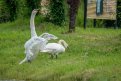 Благородные птицы живут на озере в Ивановке с 2016-го, и это их первое потомство. Фото: А.Ильинский