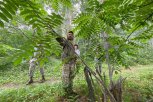 «Сибур» превратит дендрарий с редкими видами деревьев Свободного в экотропу