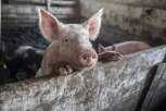 В селе Бурейского района подтвержден случай африканской чумы свиней