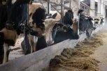 В Тамбовском районе построят мегаферму по производству молока