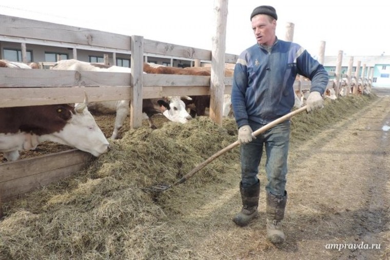 Гранты на развитие молочных ферм получили 14 амурчан / Минсельхоз Амурской области подвел итоги конкурса на предоставление грантов фермерам. Денежную поддержку на общую сумму 110,7 миллиона рублей получили 14 человек.